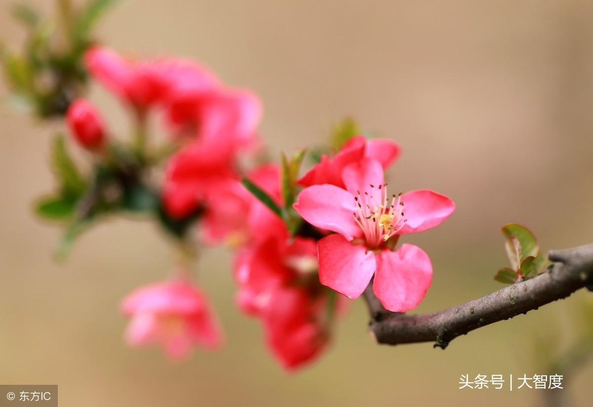 落花网，最新电影电视的魅力世界探索